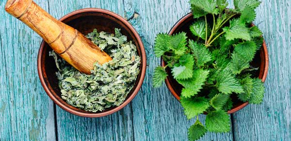 Stinging Nettle: A Nutritive Herb and Energizing Tea